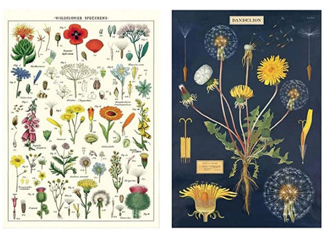 Cavallini Wrap - Dandelion & Wildflower - 2 x Poster Set