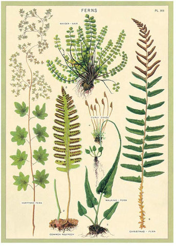 Cavallini - Ferns - Wrapping Paper / Poster