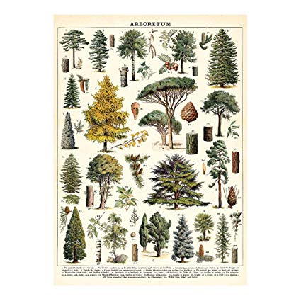Cavallini - Areboretum - Wrapping Paper / Poster