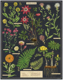 Cavallini & Co 1,000 Piece Puzzle - Herbarium