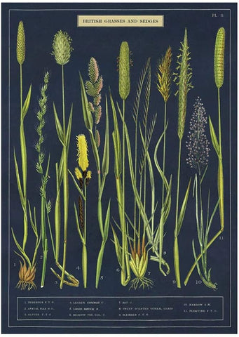 Cavallini - British Grass and Sedges - Wrapping Paper / Poster