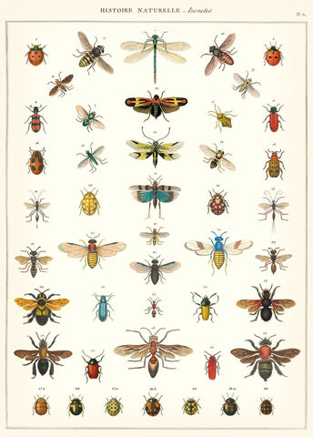 Cavallini - Natural History Insects - Wrapping Paper / Poster