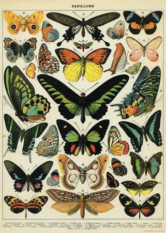Cavallini - Butterflies II - Wrapping Paper / Poster
