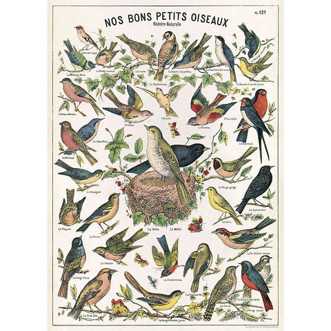Cavallini - Bird Chart - Wrapping Paper / Poster