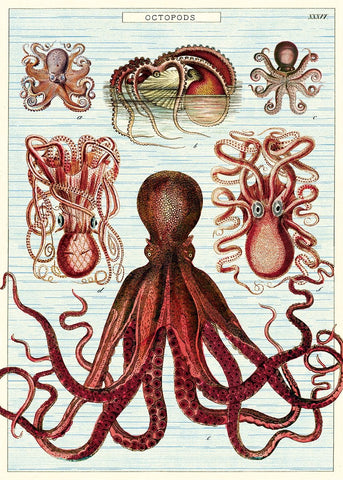 Cavallini - Octopods - Wrapping Paper / Poster