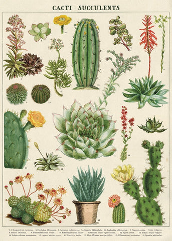 Cavallini - Cacti & Succulents - Wrapping Paper / Poster
