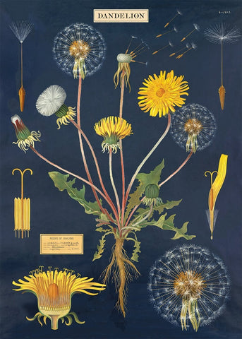 Cavallini - Dandelion Chart - Wrapping Paper / Poster