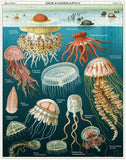 Cavallini & Co 1,000 Piece Puzzle - Jellyfish