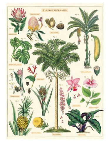 Cavallini - Tropical Plants - Wrapping Paper / Poster